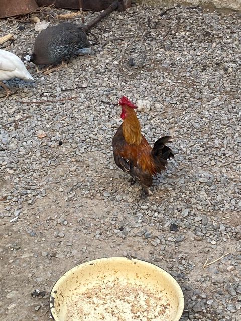 Xoruz 🐓 Yaponka