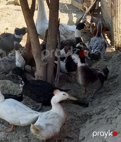 Səsli ördəklər tam sağlam 6 aylıq lal ördəklədə barter edərəm
