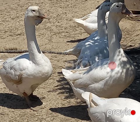 Xalmaqorla qarişıqdır 6 aylıq tam sağlam 2 ədəddir qiymət 1nə
