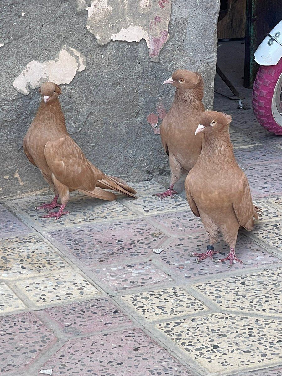 Göyərçinlər — Quşlar, Xırdalan (9)