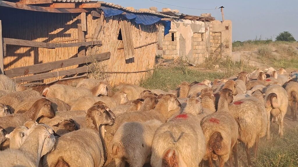 Qoyun sürüsü – ətlik və damazlıq üçün - Növ: yerli qarışıq — Heyvanlar, Yevlax