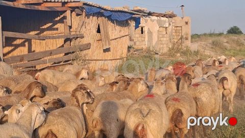 Qoyun sürüsü – ətlik və damazlıq üçün - Növ: yerli qarışıq