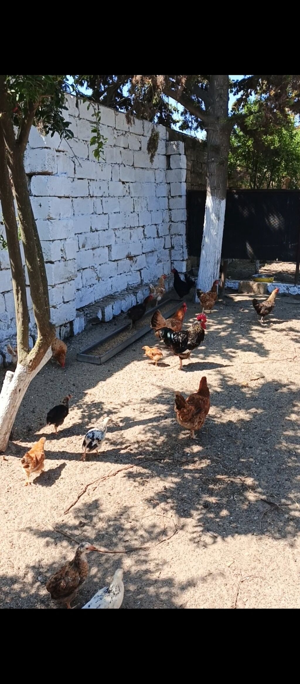 Yumurtlayan Kend Toyugları Hamısı Toyuğ altınan Cıxıb 10 eded Toyug — Heyvanlar, Fatmayı (4)