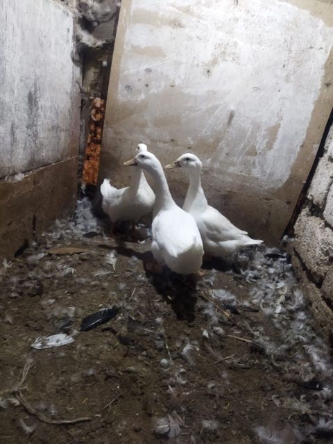 Ağ ördəklər satılır (3 baş)