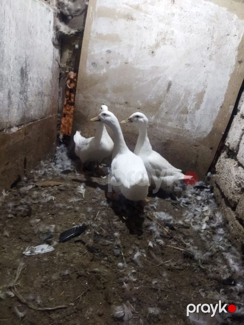 Ağ ördəklər satılır (3 baş)