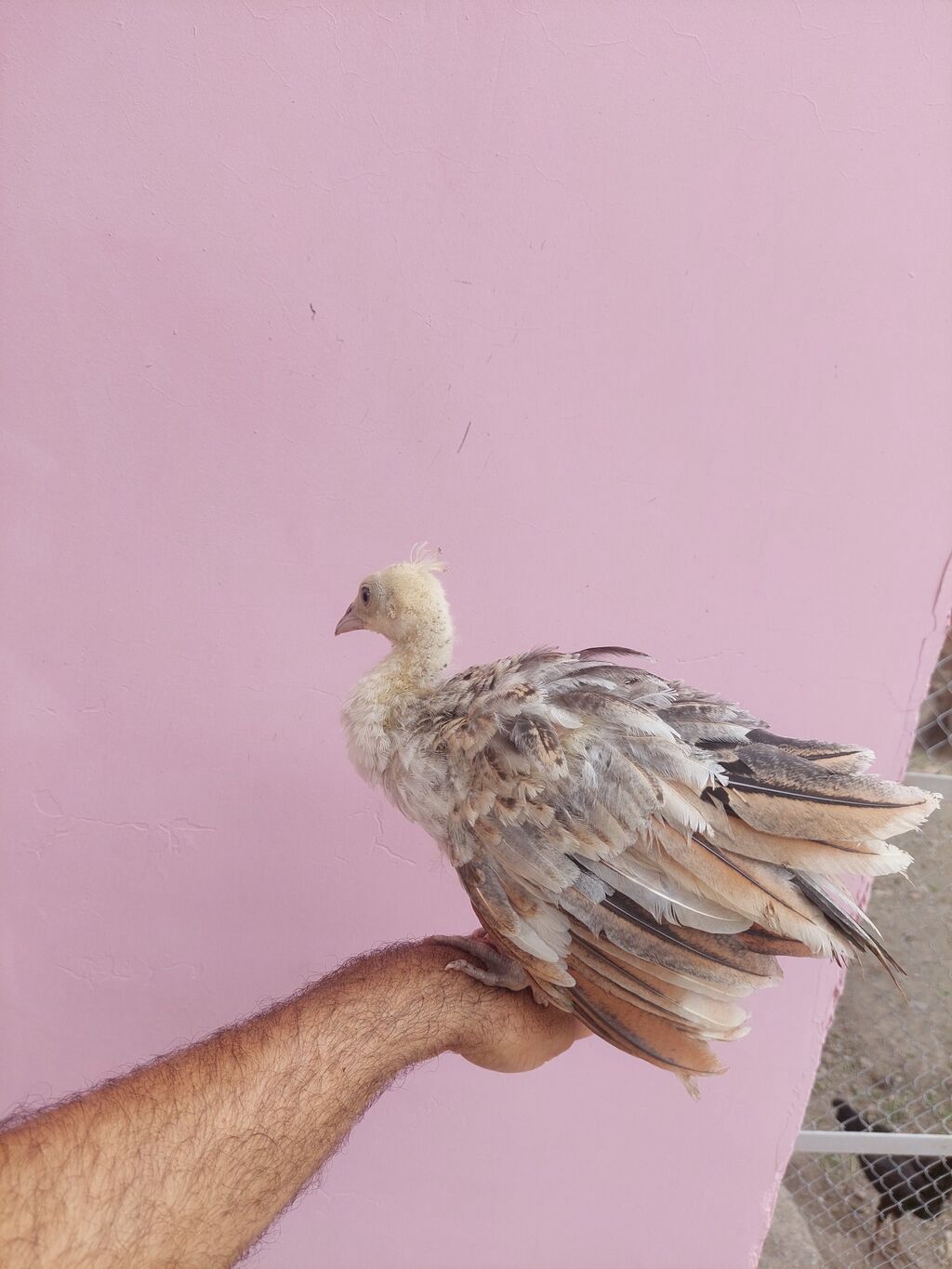 Salam tovuzquşu balalari satilir. 1 ededi 40 manata — Quşlar, Mingəçevir (3)