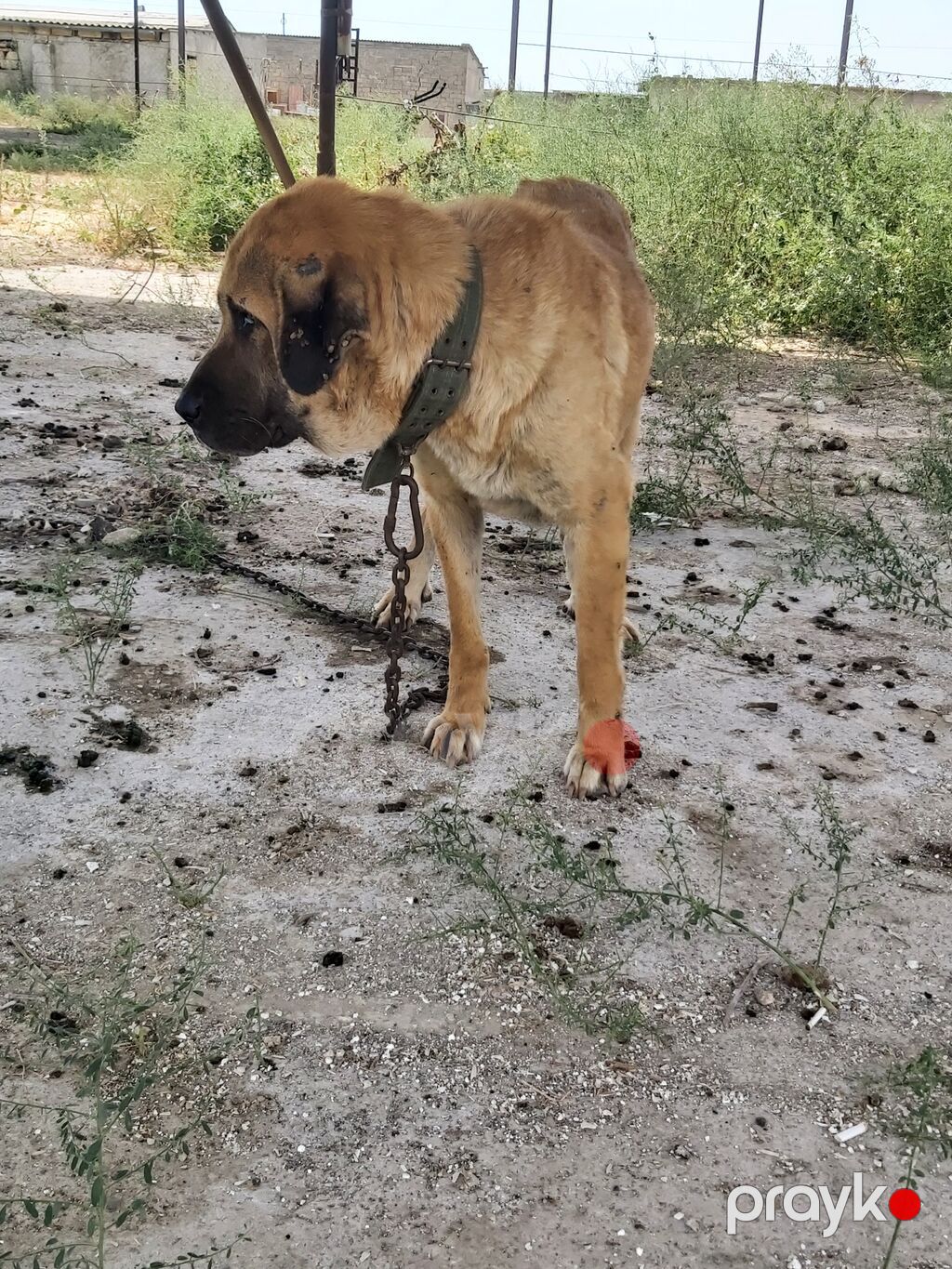 Köpək satılır — Akita-inu, Digah (4)