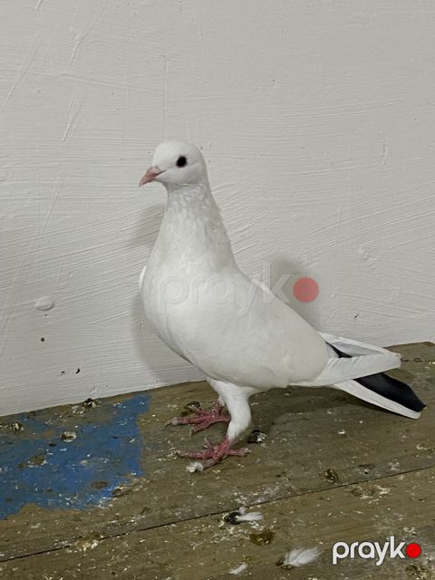 Gök quyruq