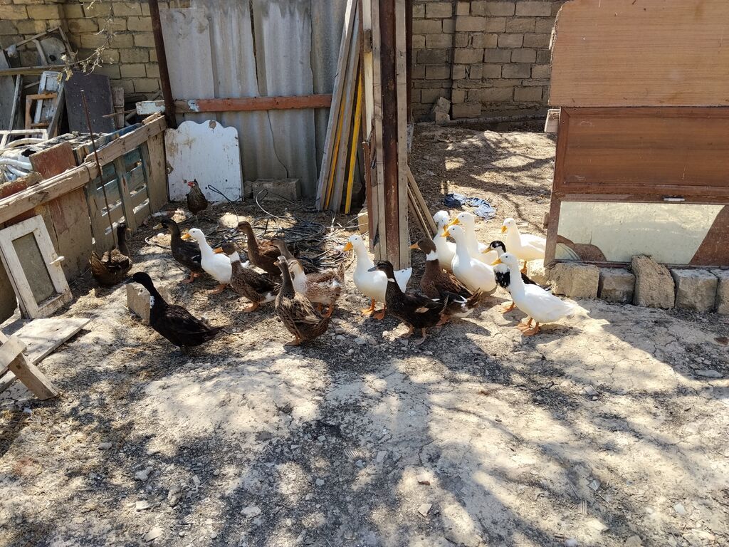Erkək, Damazlıq, Ünvandan götürmə — Heyvanlar, Mehdiabad (3)