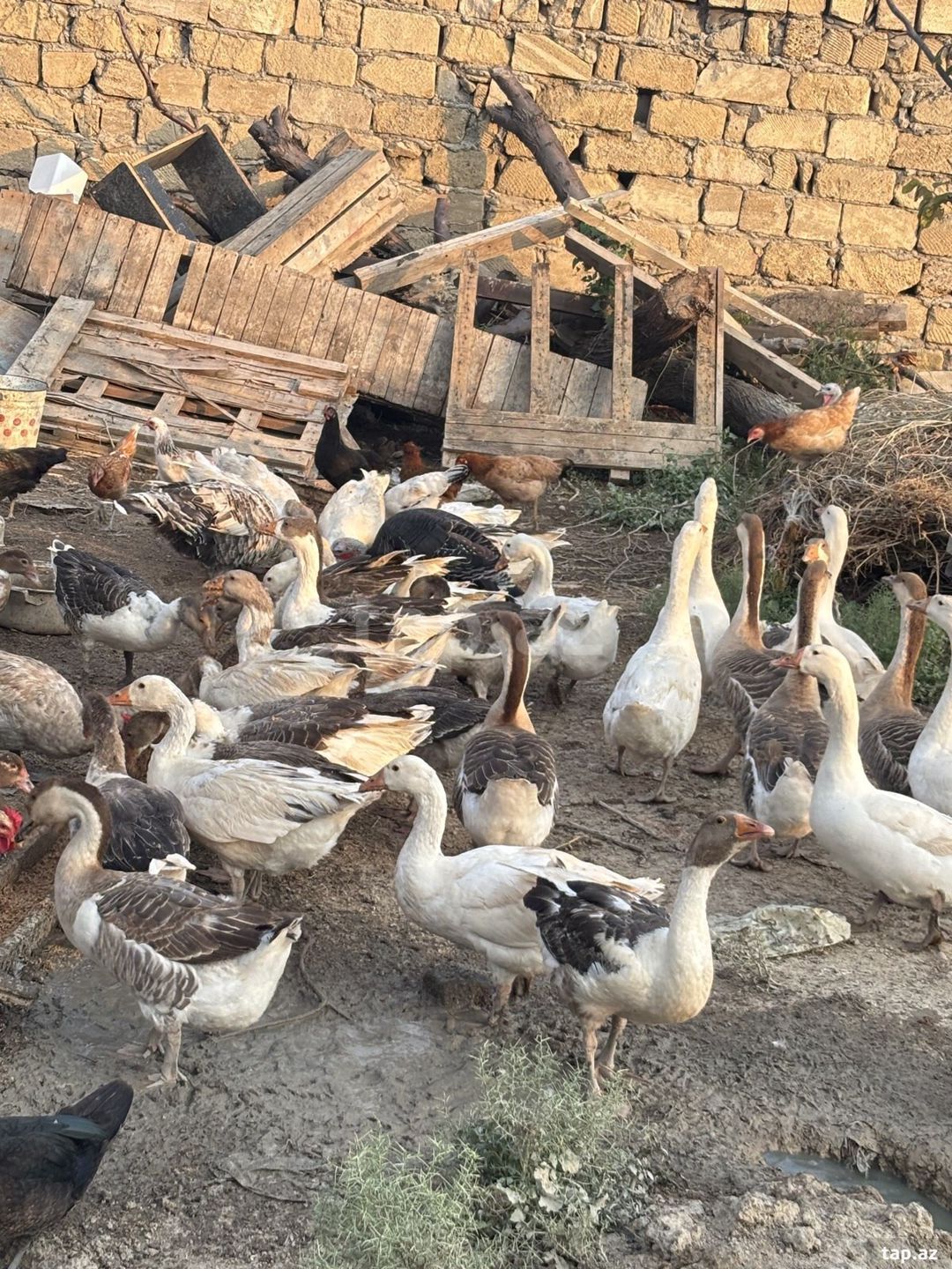 Qazlar — Quşlar, Sumqayıt (3)