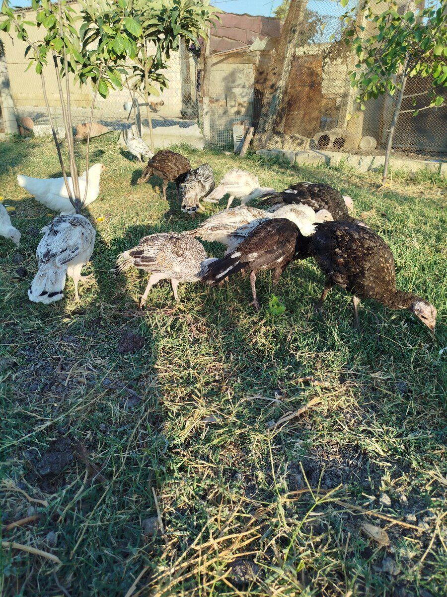 Hinduşkalar — Quşlar, Şabran (4)