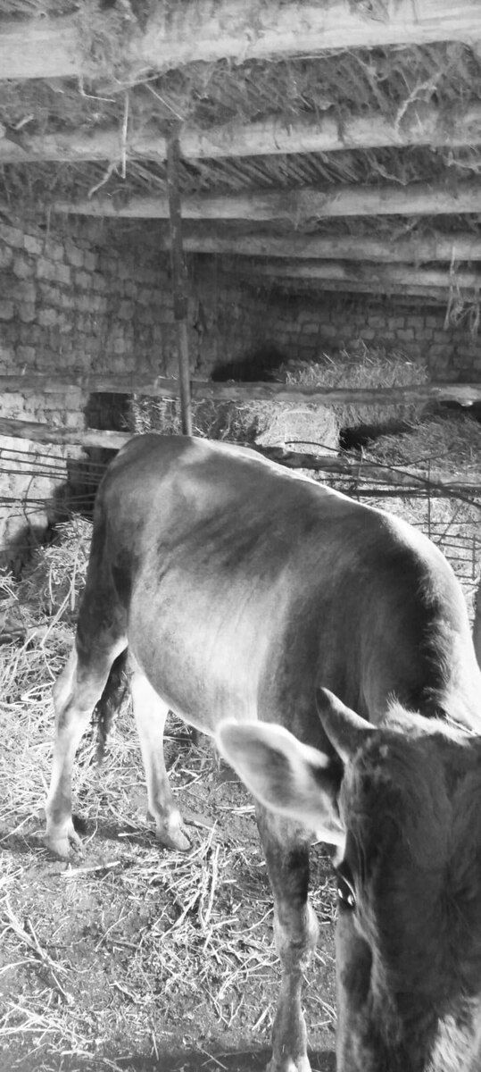 Dana — Heyvanlar, Ağsu (8)