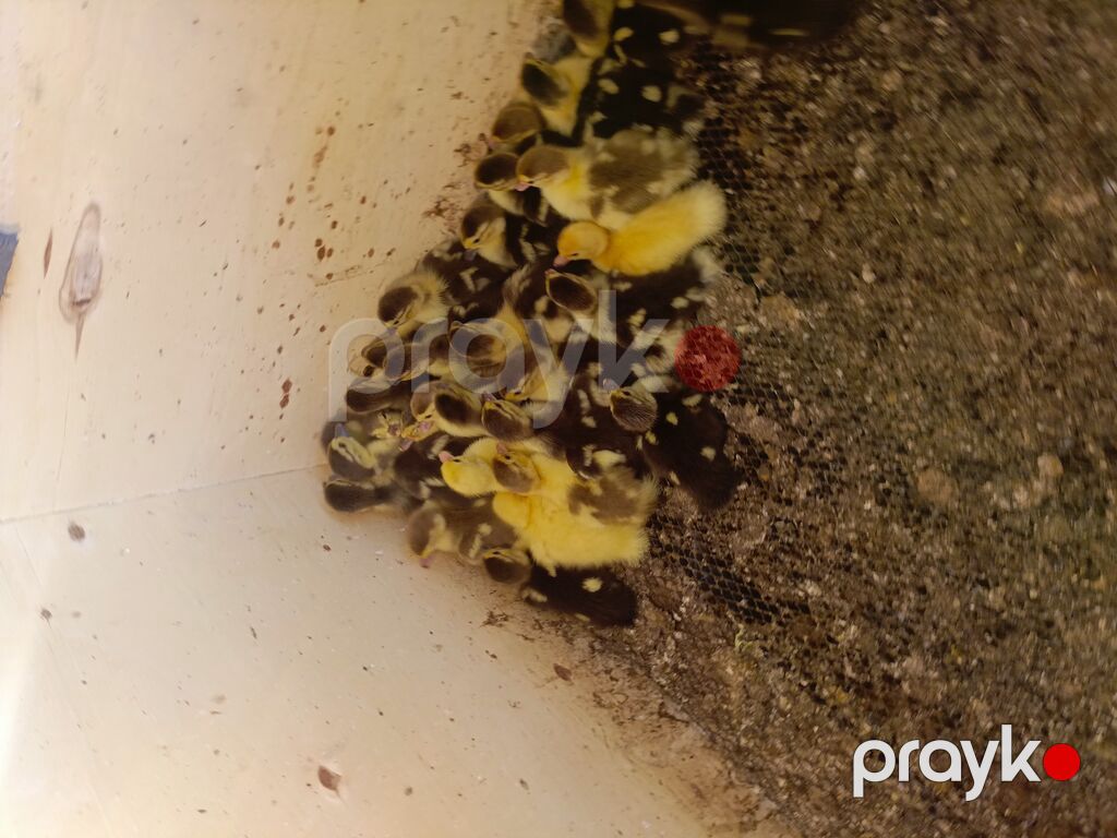 Muscovy ördəyi balaları (indo-ördəklər) - Cins: Muscovy (indo-ördəyi) — Heyvanlar, Digah (3)
