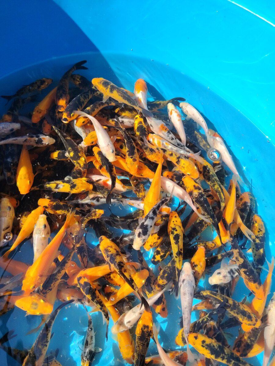 Koi balıqları — Akvariumlar və balıqlar, Bakı (3)