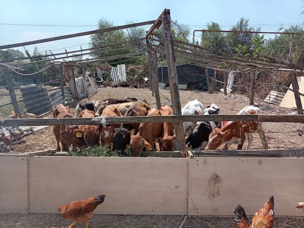 Dana, buzov, Erkək, ay: 3, 100 kq, Damazlıq, Ətlik, Pulsuz çatdırılma — Heyvanlar, Xaçmaz (3)