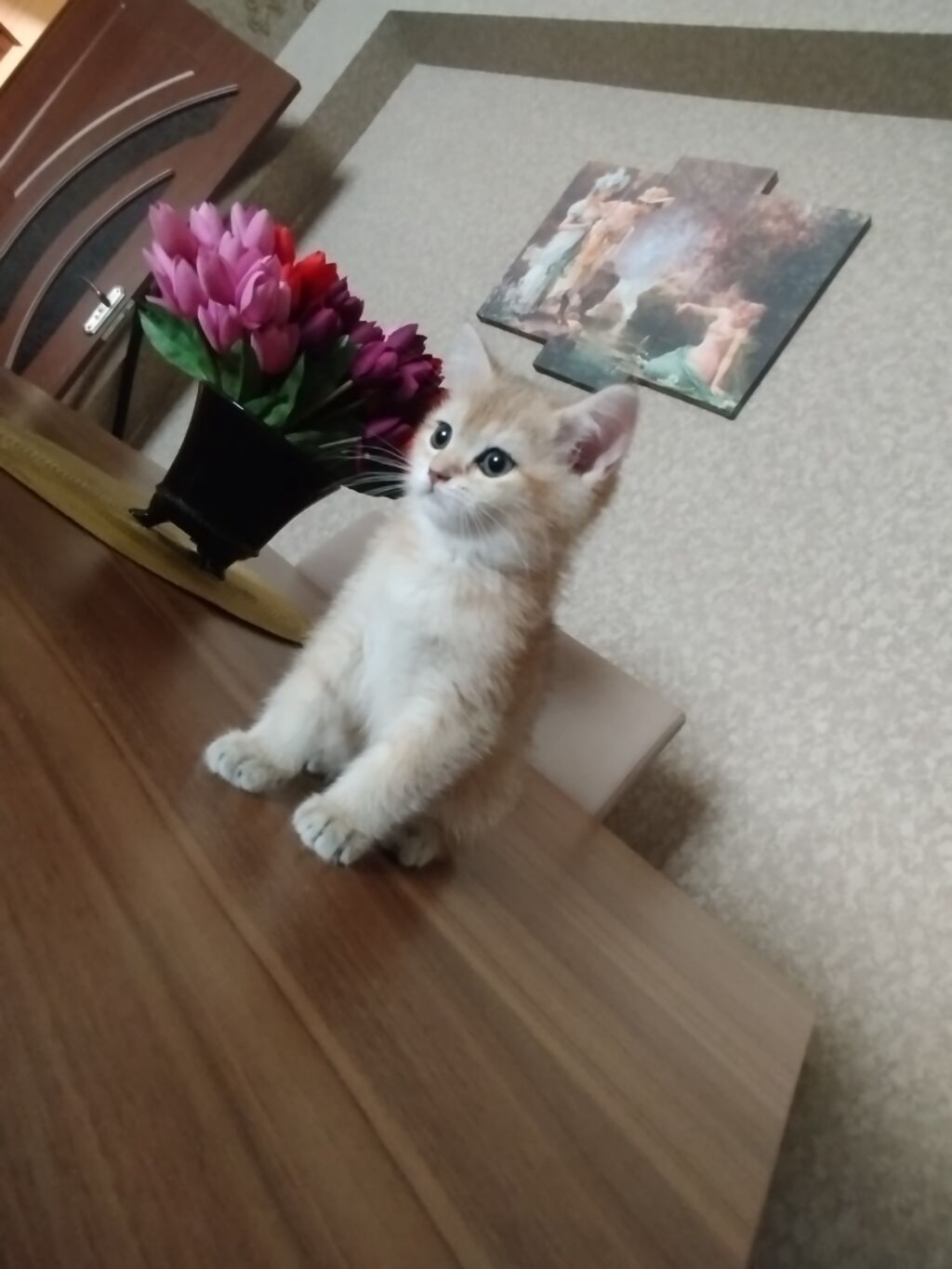 Qızılı rəngli bala pişik - Cins: ev pişiyi (qızılı/krem rəng çaları) — Pişiklər, Bakı