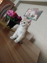 Qızılı rəngli bala pişik - Cins: ev pişiyi (qızılı/krem rəng çaları) — Кошки
