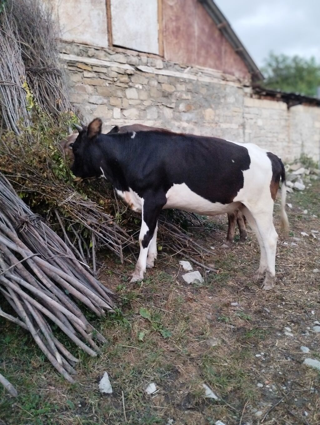 Dana, buzov, Erkək, Holsteyn, ay: 12, Damazlıq — Heyvanlar, İsmayıllı (3)