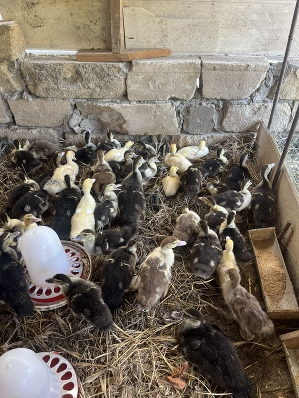 40 günlük lal ördək satılır.Qiymət 7 manat sondur. Bu gün çıxmış — Heyvanlar, Mehdiabad