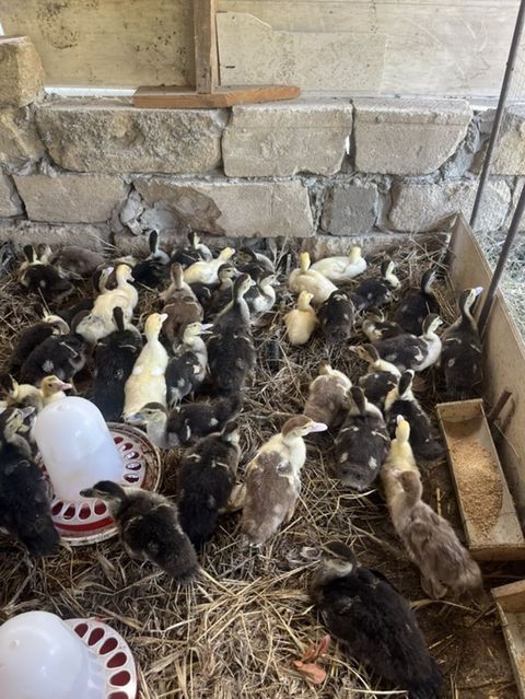 40 günlük lal ördək satılır.Qiymət 7 manat sondur. Bu gün çıxmış