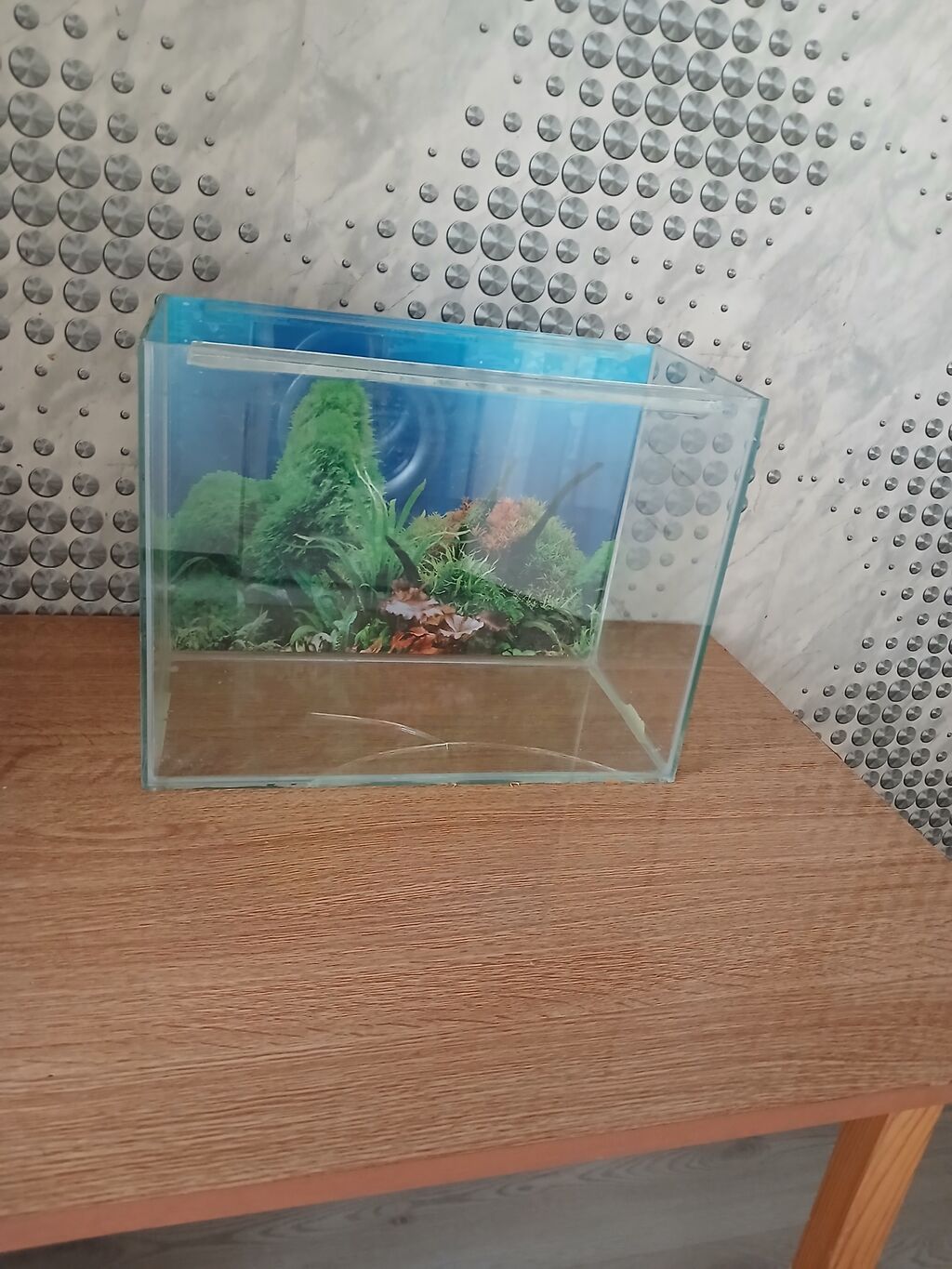 Şüşə akvarium.baliglarsiz bosh satilir.alt shushesinde catı var. -