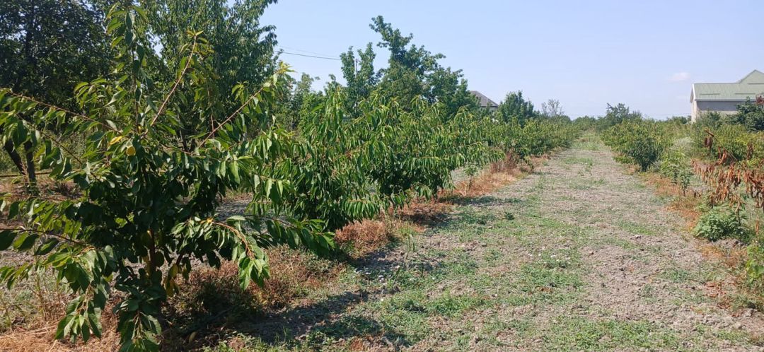 Bağ evi, Xudat balaqusar kendi — Ev, villa, Xudat (3)