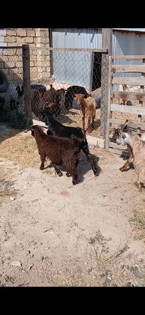 Salam 15 dende çəpişdi qiymeti 140 manatdan