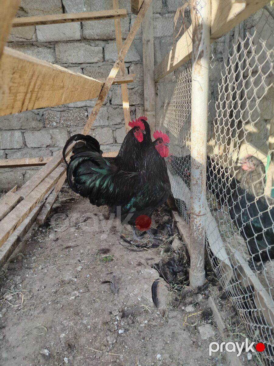 Avstralorp xoruzu — Quşlar, Bakı (3)