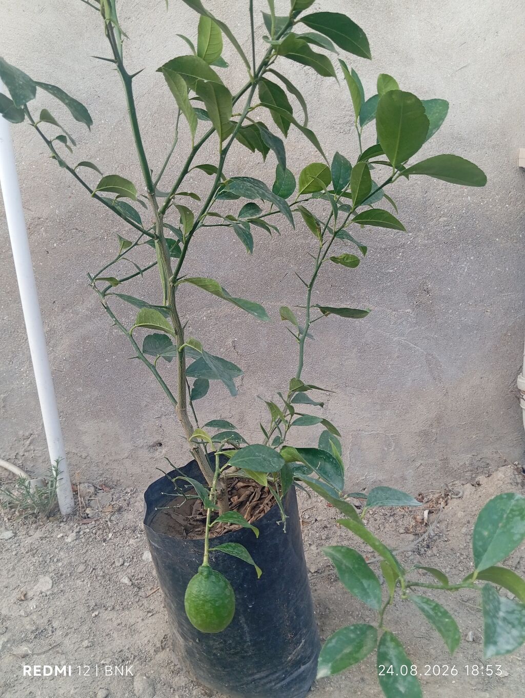 Meyvə verən saksı limon ağacı - Növ: Sitrus – limon - Saksıda — Bitkilər, Digah