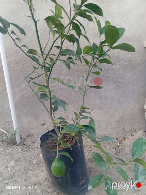 Meyvə verən saksı limon ağacı - Növ: Sitrus – limon - Saksıda