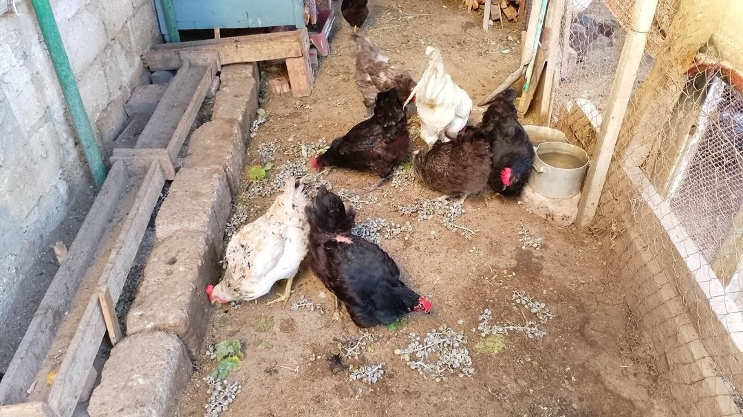 Toyuqlar — Quşlar, Bakı