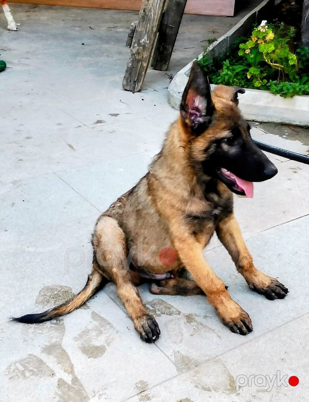 Belçika çoban iti, 3 ay, Erkək, Ünvandan götürmə — Heyvanlar, Digah (3)