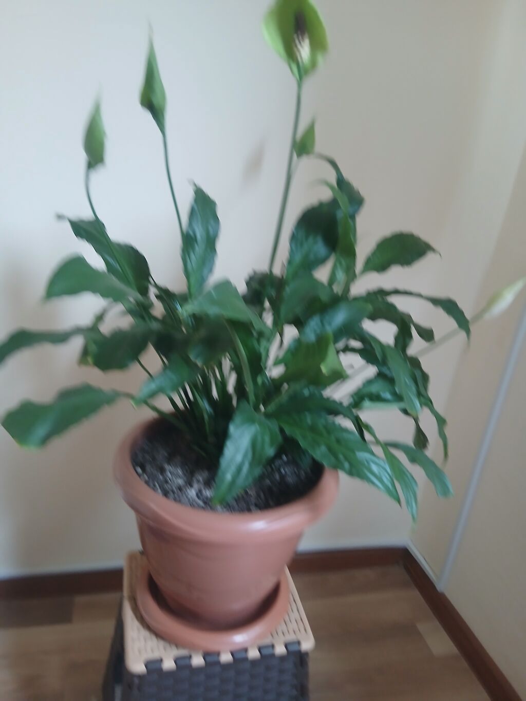 Spathiphyllum (Sülh zanbağı) – otaq bitkisi