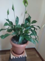 Spathiphyllum (Sülh zanbağı) – otaq bitkisi — Güllər