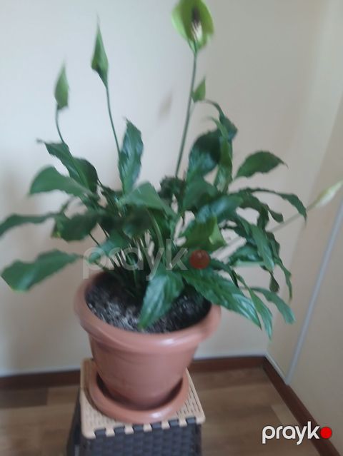 Spathiphyllum (Sülh zanbağı) – otaq bitkisi — Masazır