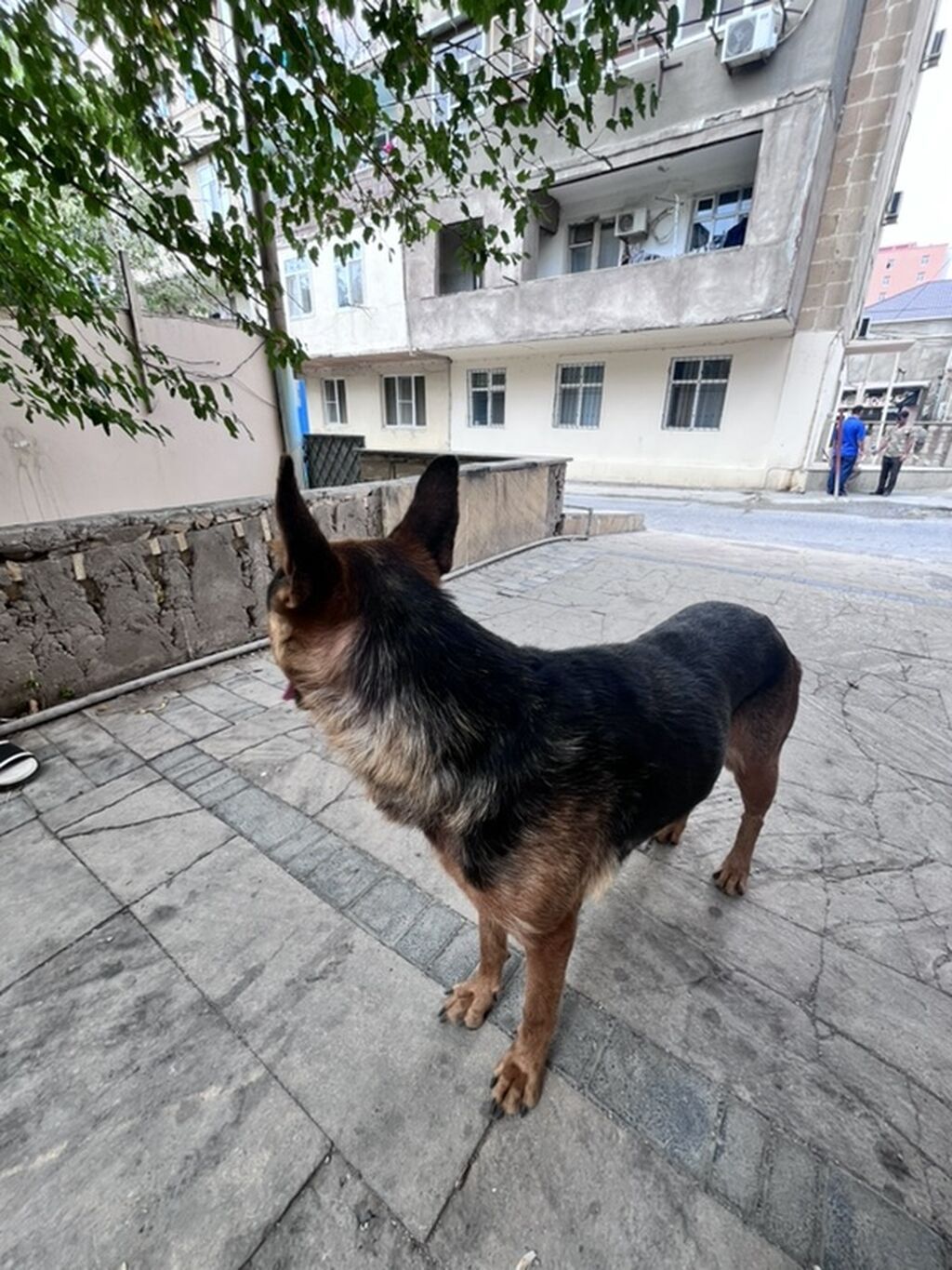Alman çoban iti — Heyvanlar, Qobu (3)