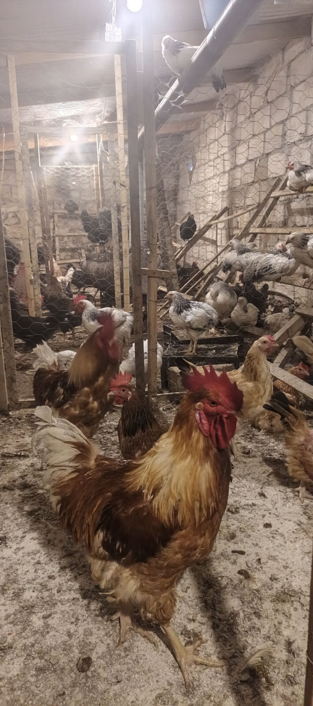 Orjinal ətlik və ildə 300+ yumurta verən lohmanbrovn alman toyuq cinsi — Heyvanlar, Gəncə (3)