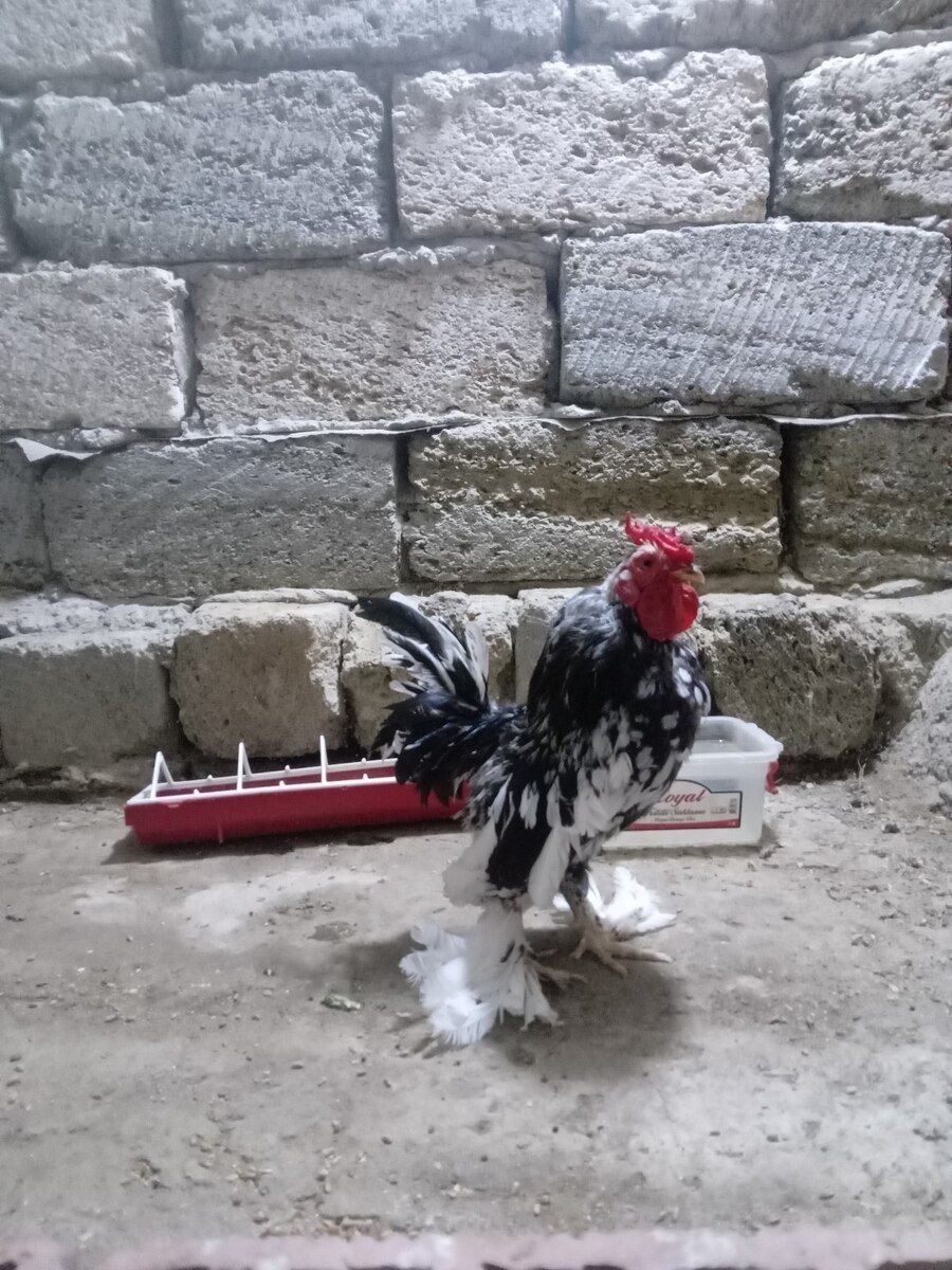 Yaponka xoruz — Quşlar, Bakı (2)