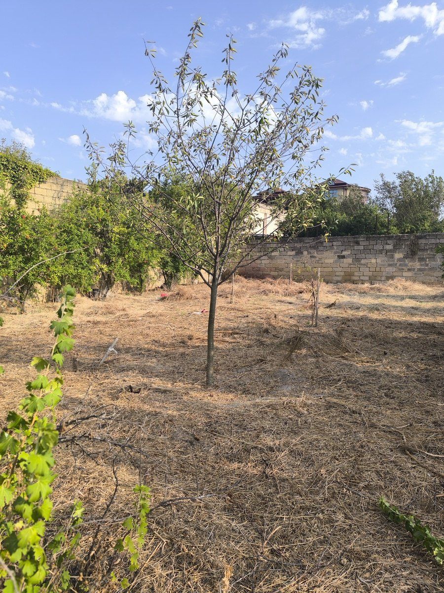 Satılır torpaq 2 sot — Torpaq, Bakı (5)