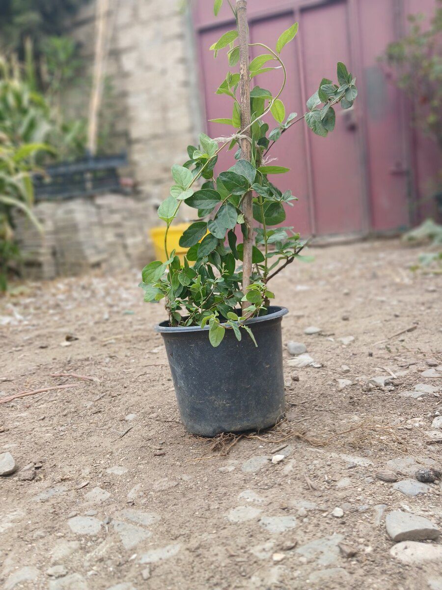 Jasmin — Bitkilər, Bakı (2)