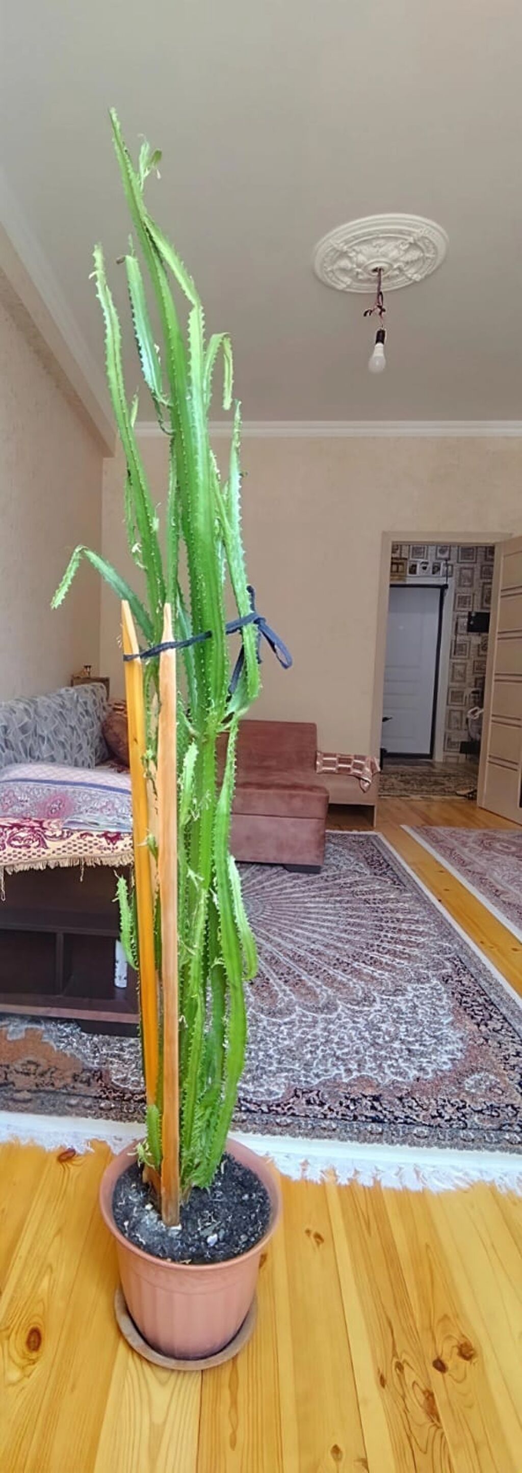 Dekorativ, hündür sukkulent/kaktus tipli otaq bitkisi. Uzun, dik — Mallar, Saray (2)
