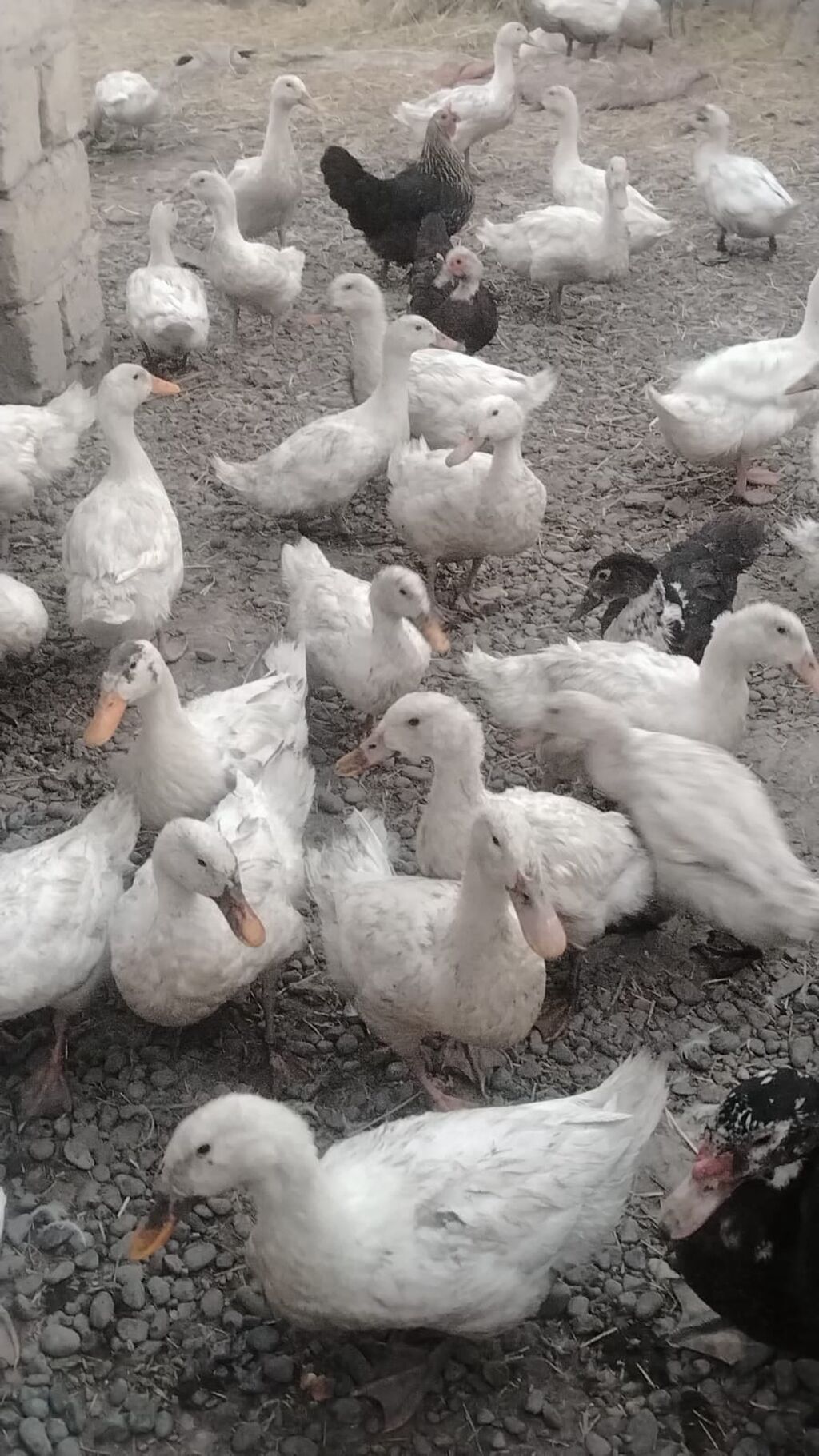 Satılır: ördək və muskovi ördək (hind-ördəyi) sürüsü - Növ: ağ yerli — Heyvanlar, Şirvan