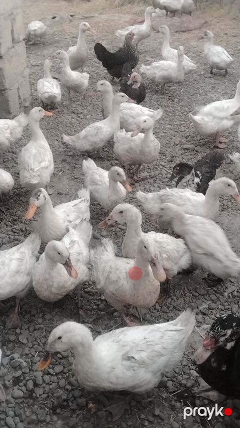Satılır: ördək və muskovi ördək (hind-ördəyi) sürüsü - Növ: ağ yerli