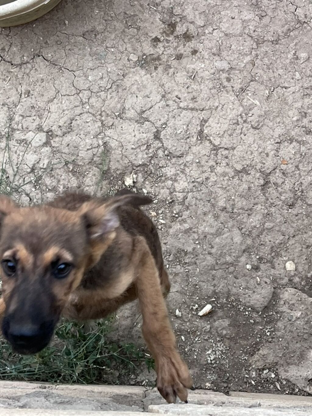 Alman çoban iti, 3 ay, Erkək, Peyvəndli — Heyvanlar, Xırdalan (4)