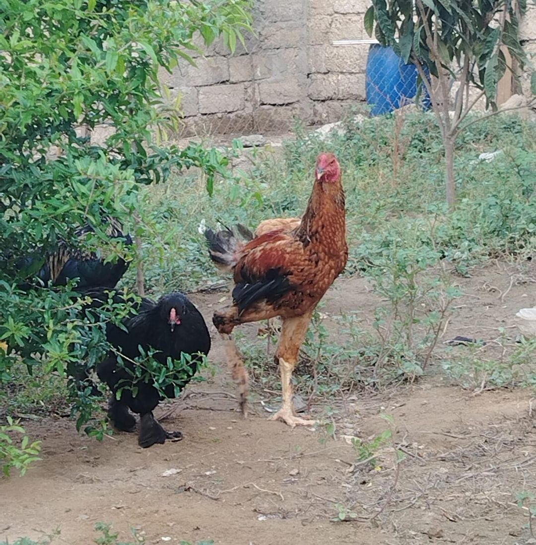 Cücələr — Quşlar, Bakı (10)