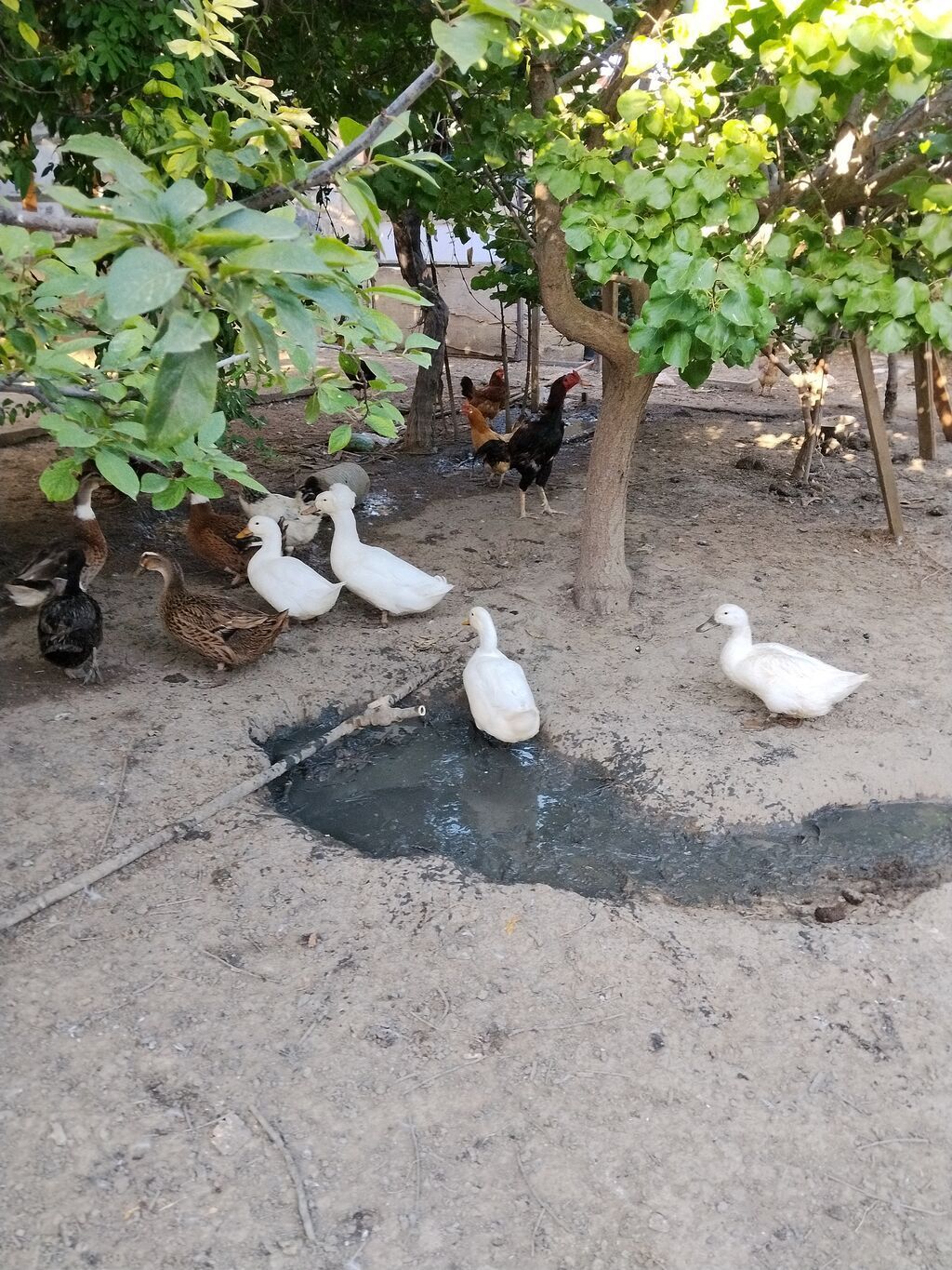 Ördəklər – qarışıq sürü Ağ Pekin Ordekləri Erkek-dişisi Var boyuklər