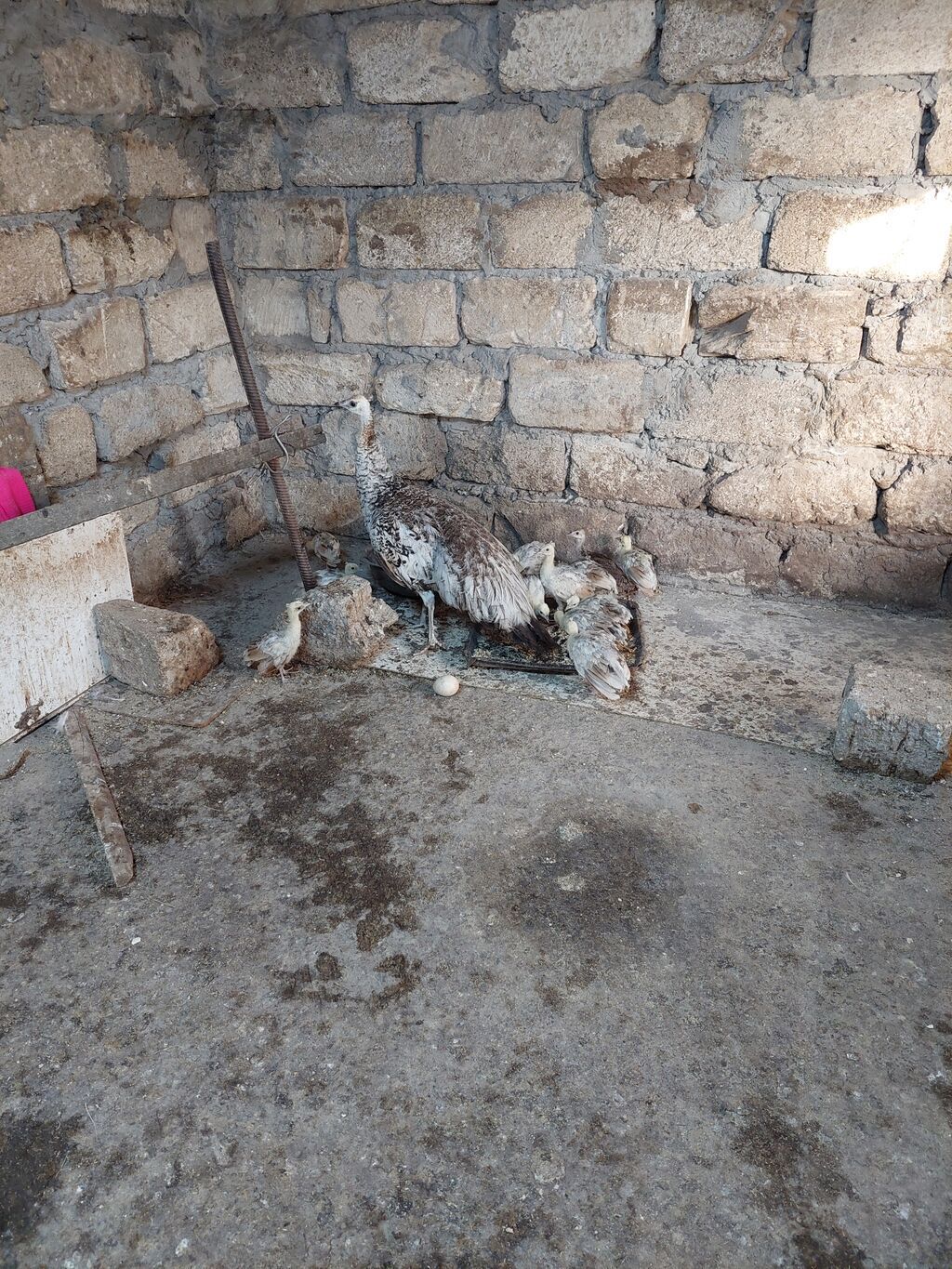 Salam tovuzquşu balalari satilir. 1 ededi 40 manata — Quşlar, Mingəçevir (2)