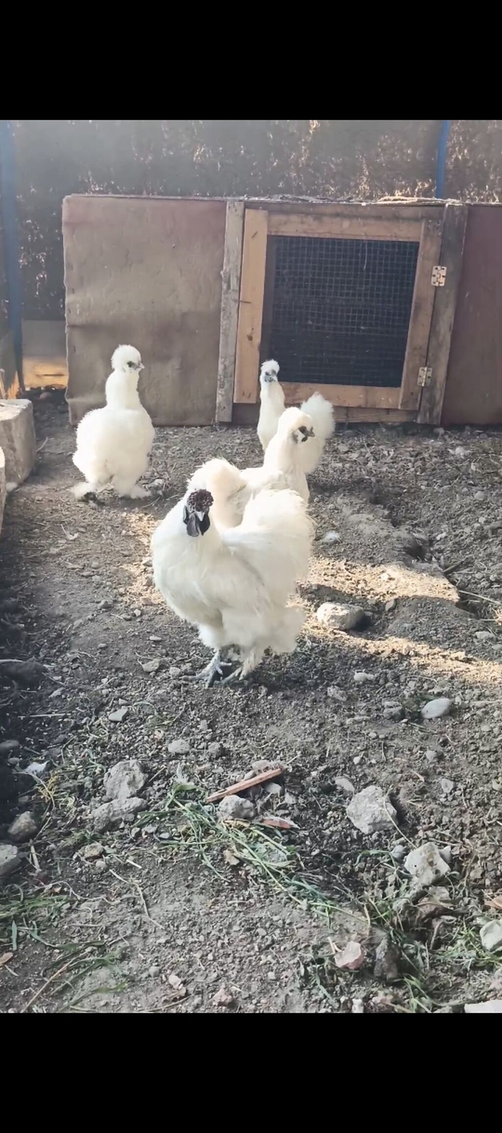 Ponpon yumurtası satılır Super çıxış verir 2.50 real alıcıya endirim — Heyvanlar, Yevlax (4)