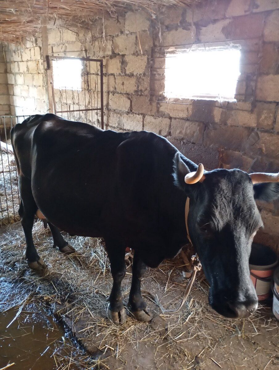 İnək — Heyvanlar, Salyan (6)