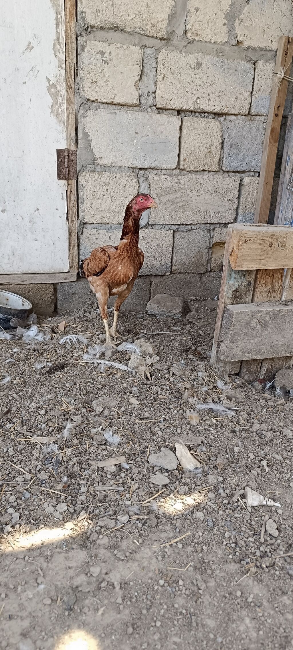 11 ayliq heyrati fere satilir. yumurtlayir . barterde mumkundu — Heyvanlar, Mingəçevir (3)